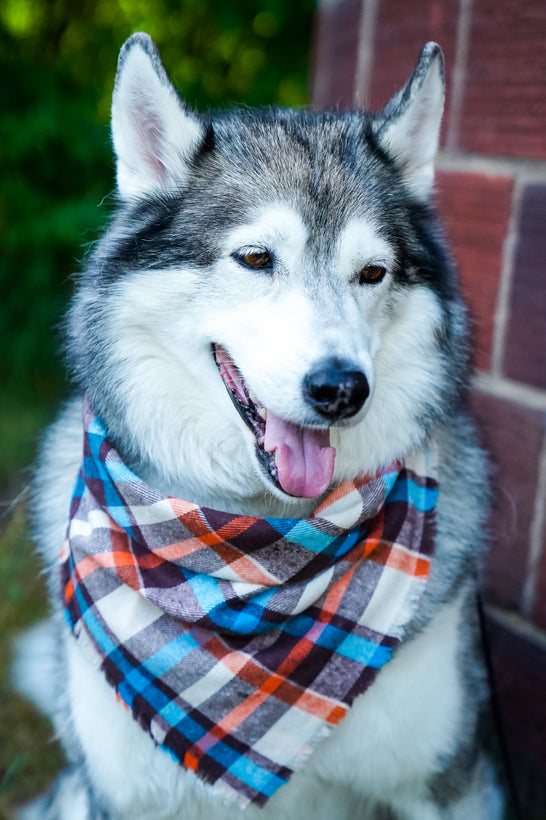 Scarves