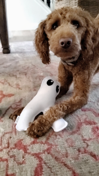 a portrait of a dog playing with Fresno Nightcrawler squeaky fleece dog toy