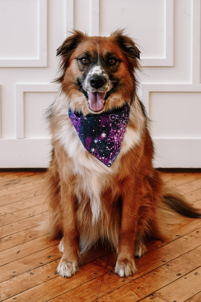 front view of a dog wearing a handmade Galaxy dog bandana or Galaxy cat bandana featuring purple hues and starry sky pattern; this pattern is called Galaxy