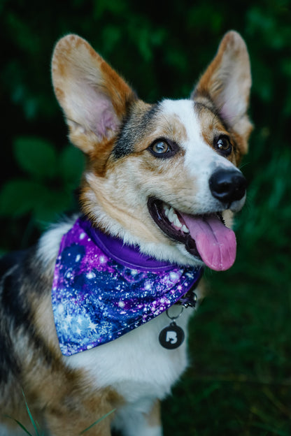front view of a dog wearing a handmade Galaxy dog bandana or Galaxy cat bandana featuring purple hues and starry sky pattern; this pattern is called Galaxy