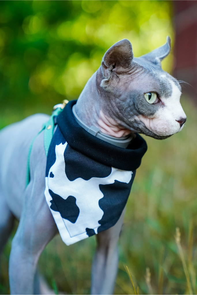 front view of a cat wearing a handmade Cow Print dog bandana or Cow Print cat bandana featuring cow print pattern; this pattern is called Cow Print