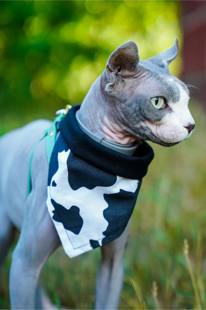 front view of a cat wearing a handmade Cow Print dog bandana or Cow Print cat bandana featuring cow print pattern; this pattern is called Cow Print