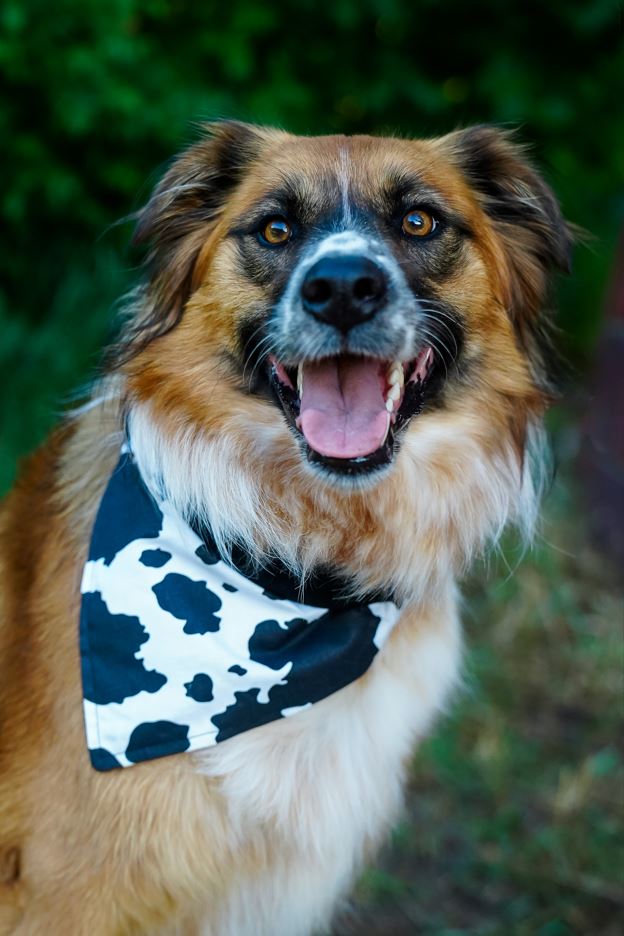 front view of a dog wearing a handmade Cow Print dog bandana or Cow Print cat bandana featuring cow print pattern; this pattern is called Cow Print